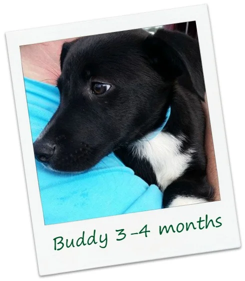 Buddy1_cover.jpg