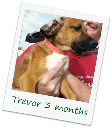 Trevor_Cover.jpg