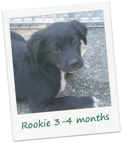 rookie22_Cover.jpg