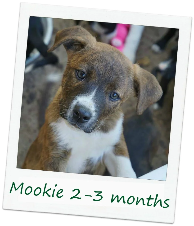 Mookie_Cover.jpg