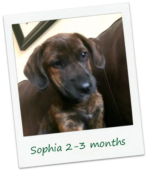 Sophi2Cover.jpg