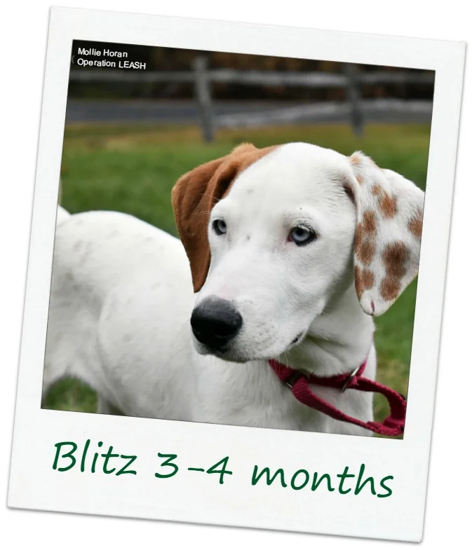 Blitz_FCover.jpg