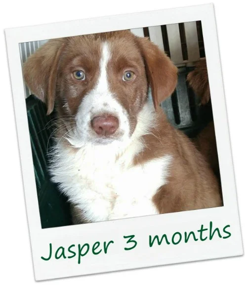 Jasper_Cover.jpg