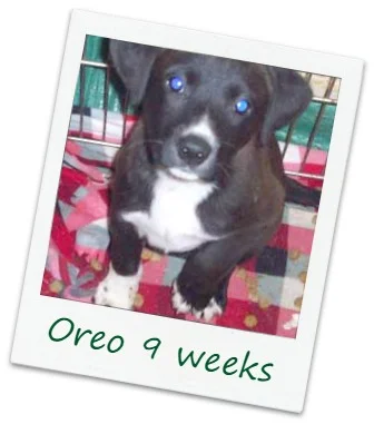 OreoCover.jpg