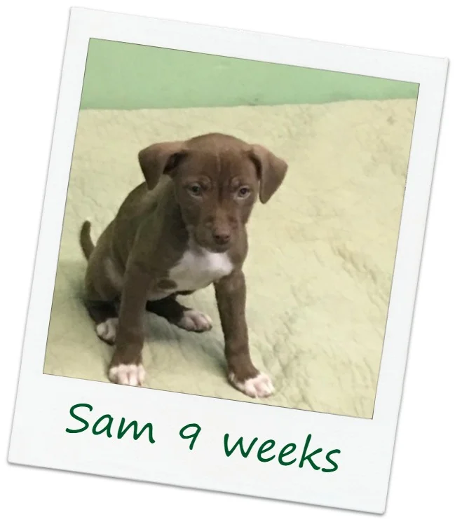 Southern_Sam3_COVER.jpg