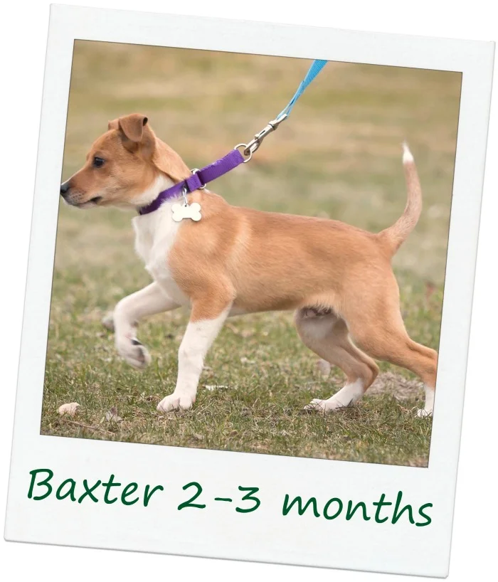 BaxterCover.jpg