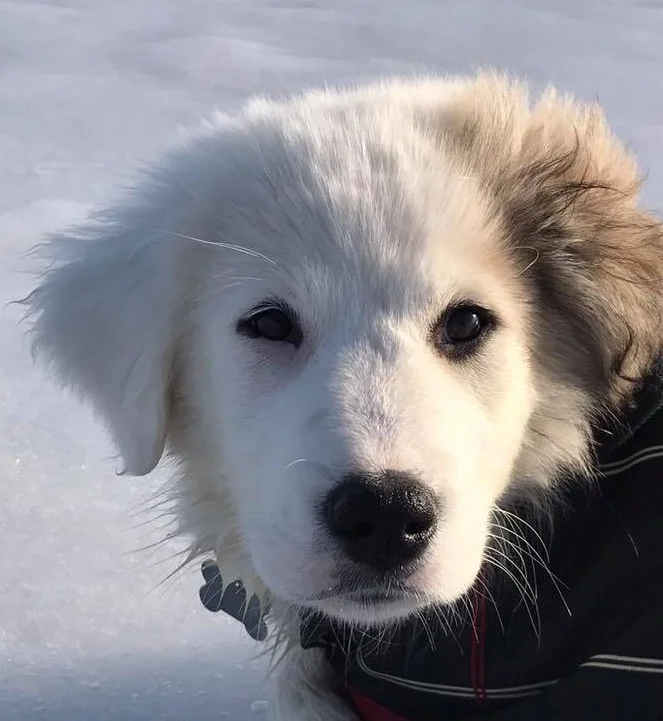 Elsa4.jpg