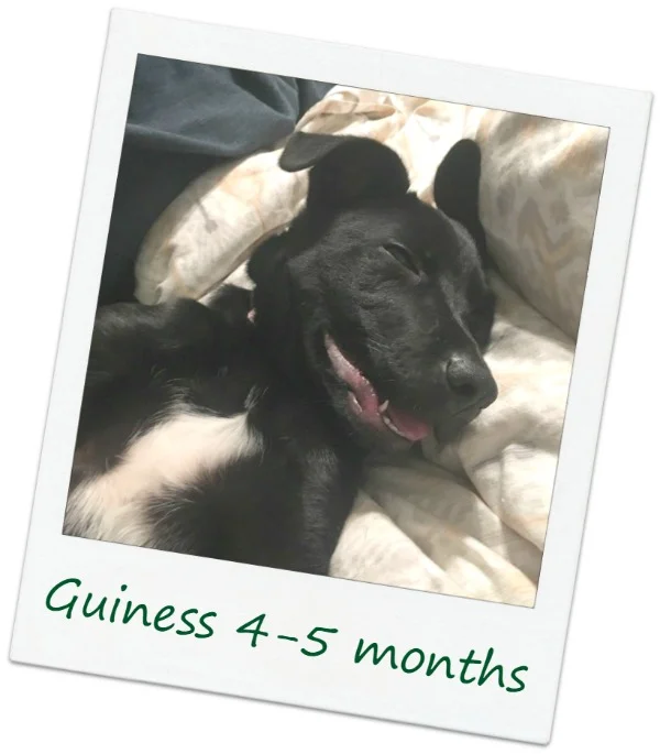 Guiness4_COver.jpg
