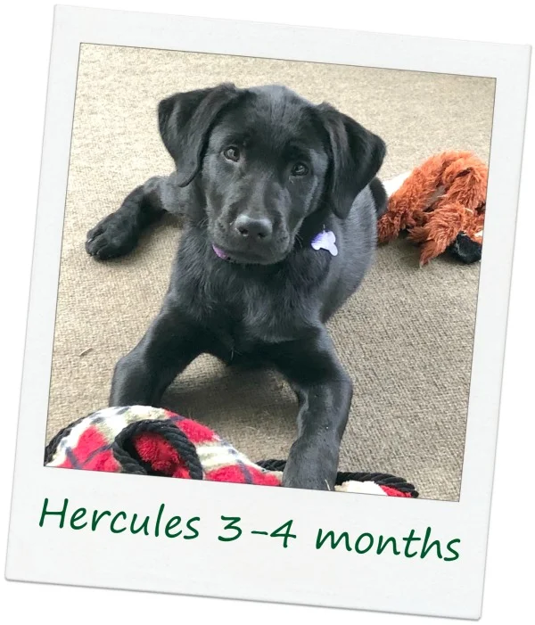 HerculesF_Cover.jpg