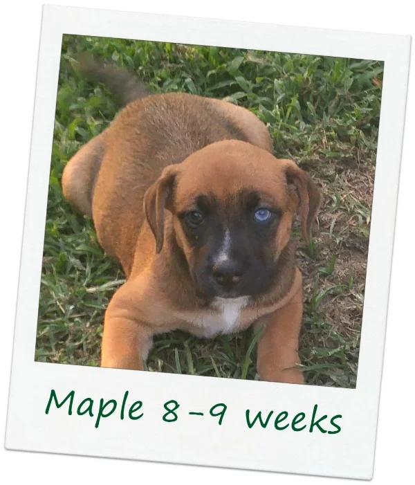 Maple_Cover7.jpg