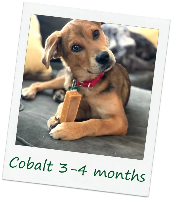 cobalt7_Cover.jpg