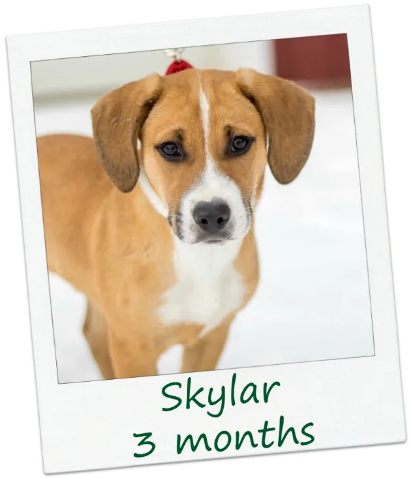 Sky6_Cover.jpg