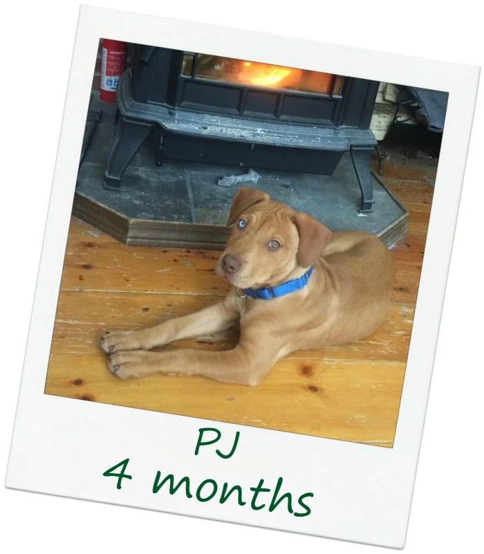PJ_Cover5.jpg