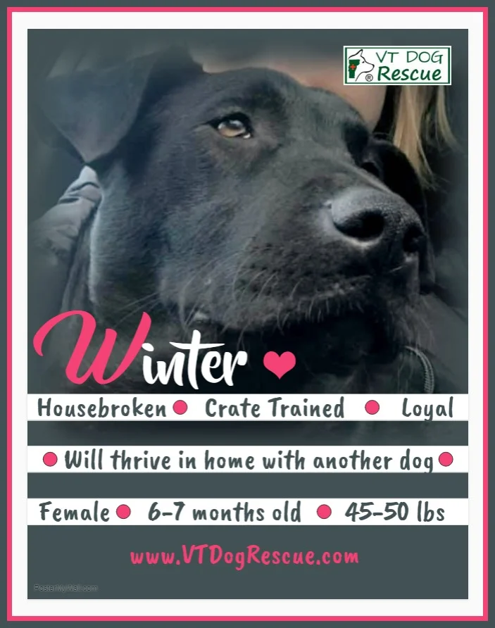 WinterPoster5.jpg