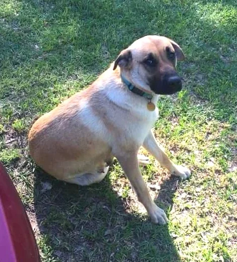 This is their mom at 50 lbs. She has been spayed and is being kept by her family.