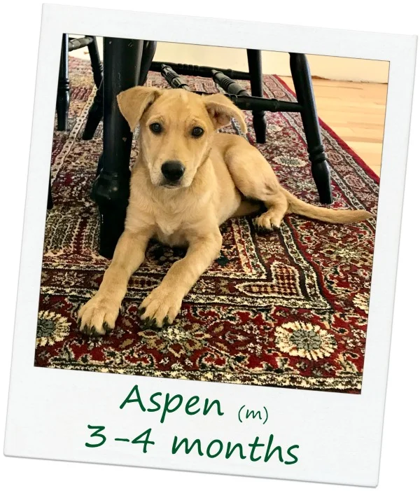 Aspen_COver3.jpg
