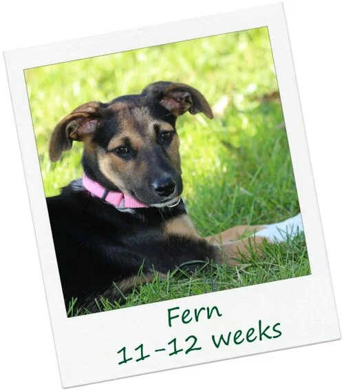 Fern3_Cover.jpg
