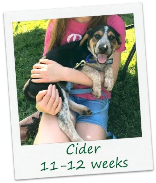 Cider4_Cover.jpg