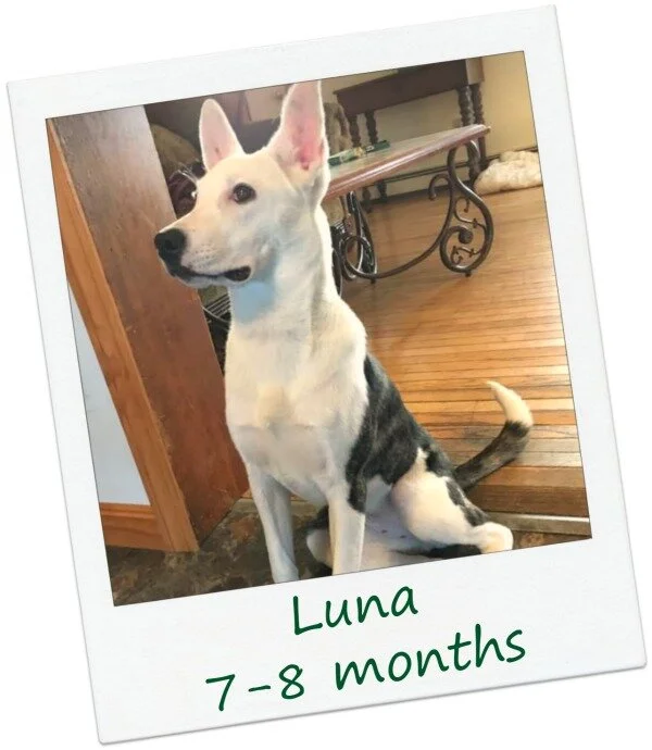 Luna9_COver.jpg