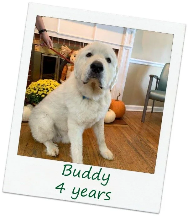 Buddy4_Cover.jpg