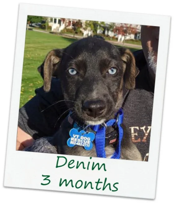 Denim4_Cover.jpg