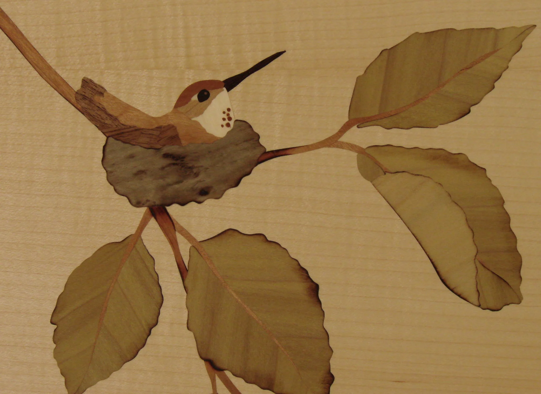 hummingbird in nest.jpg