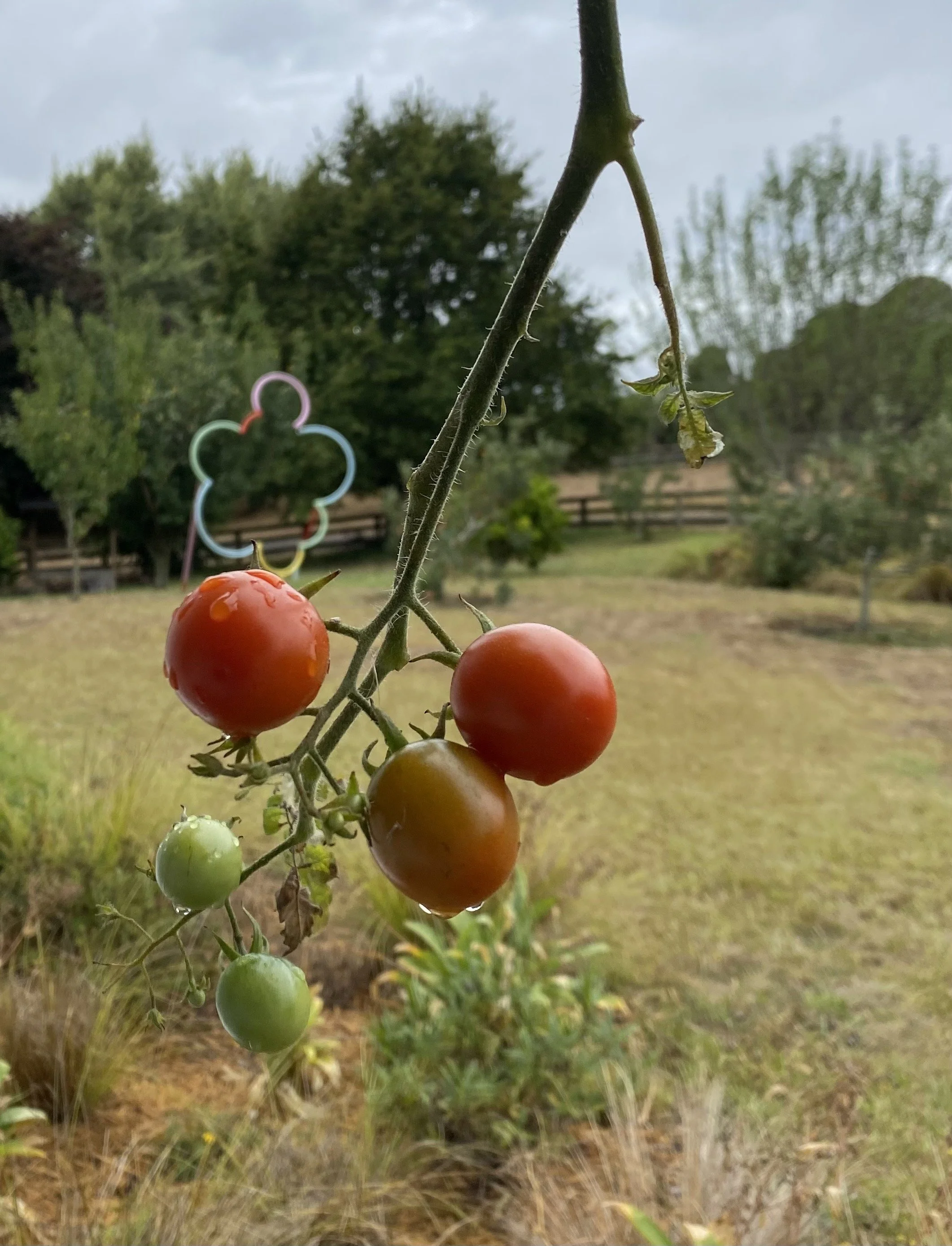 Accumulation (home collection).jpeg