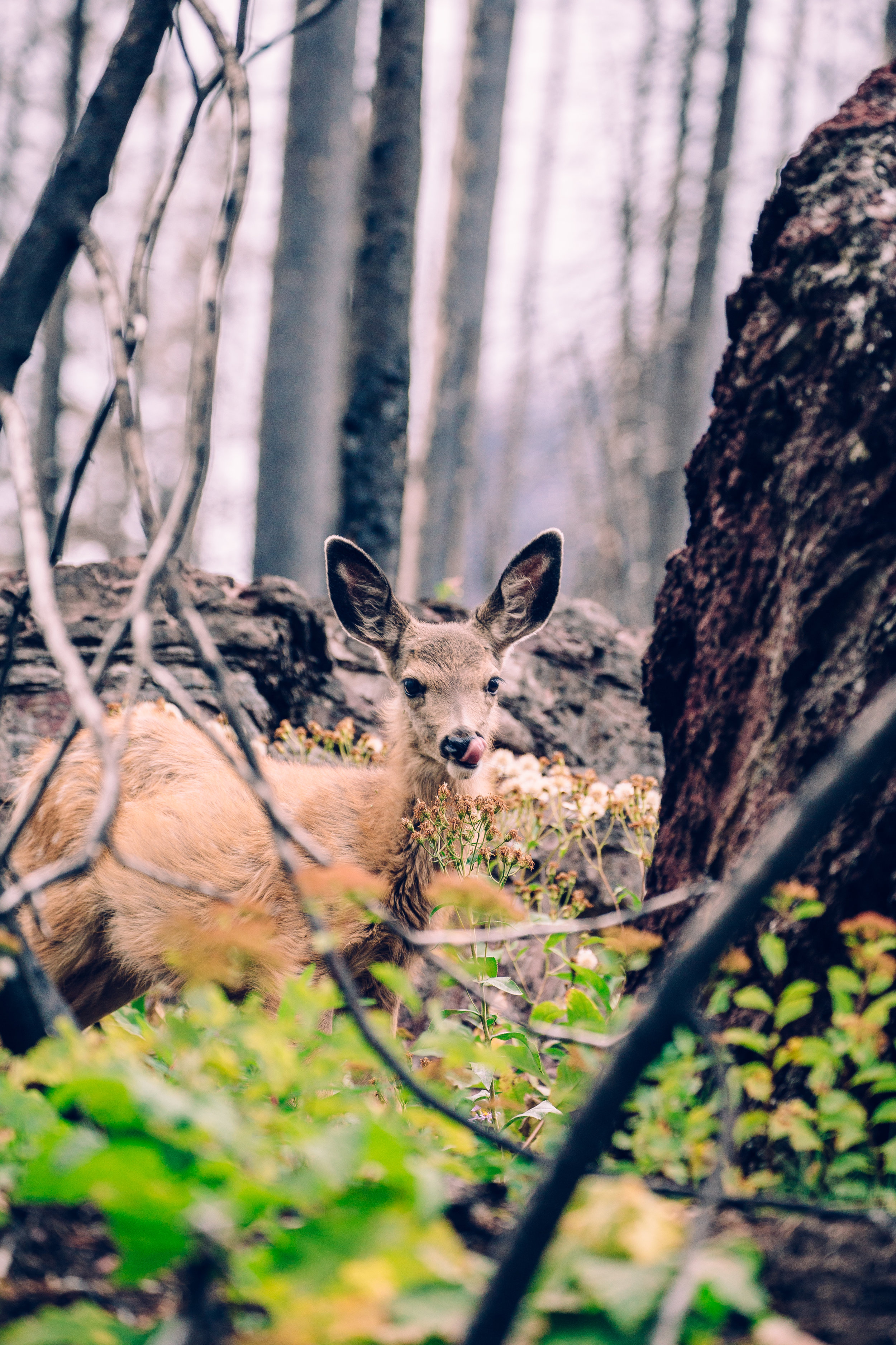  Little deer on the trail 