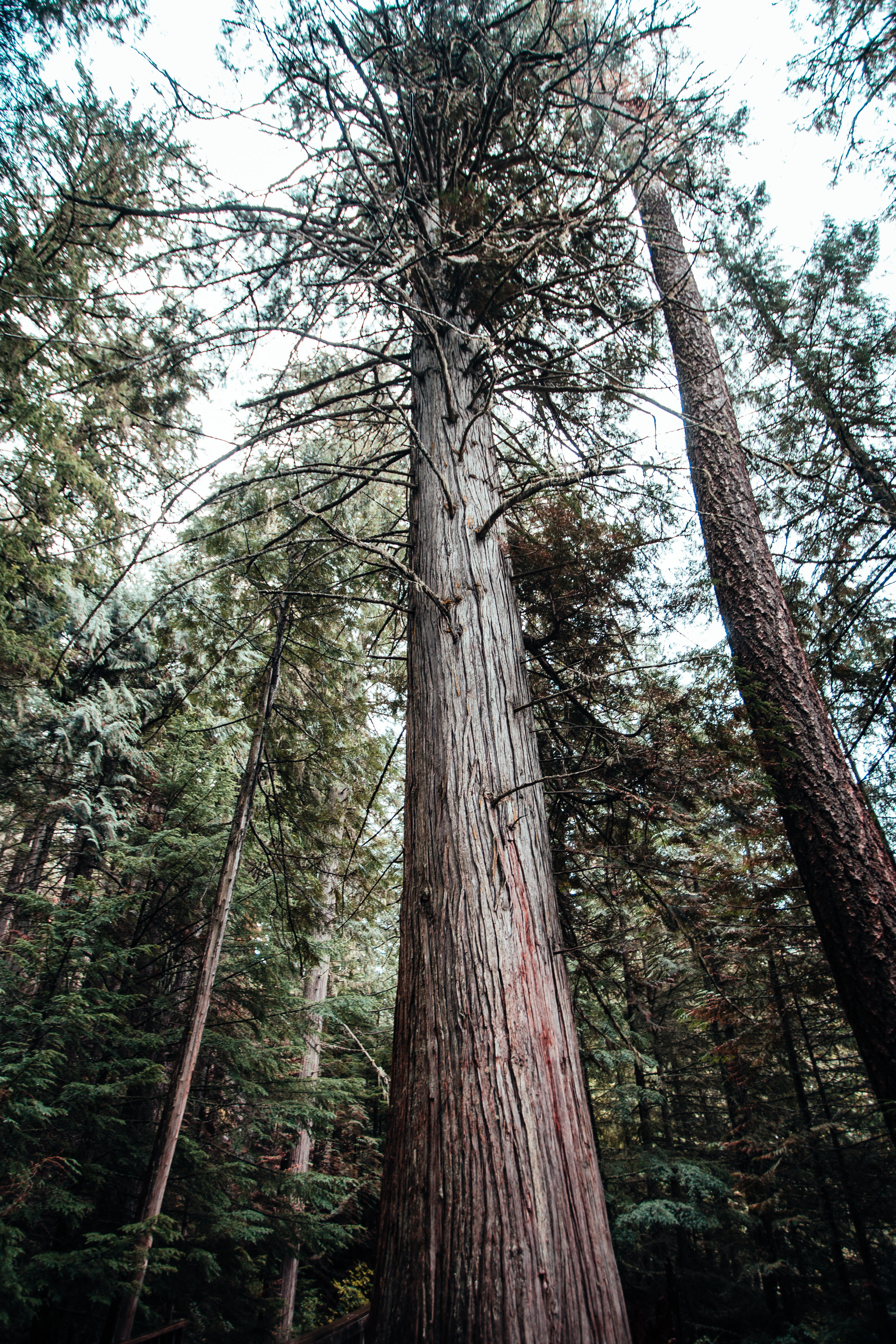 Trail of the Cedars