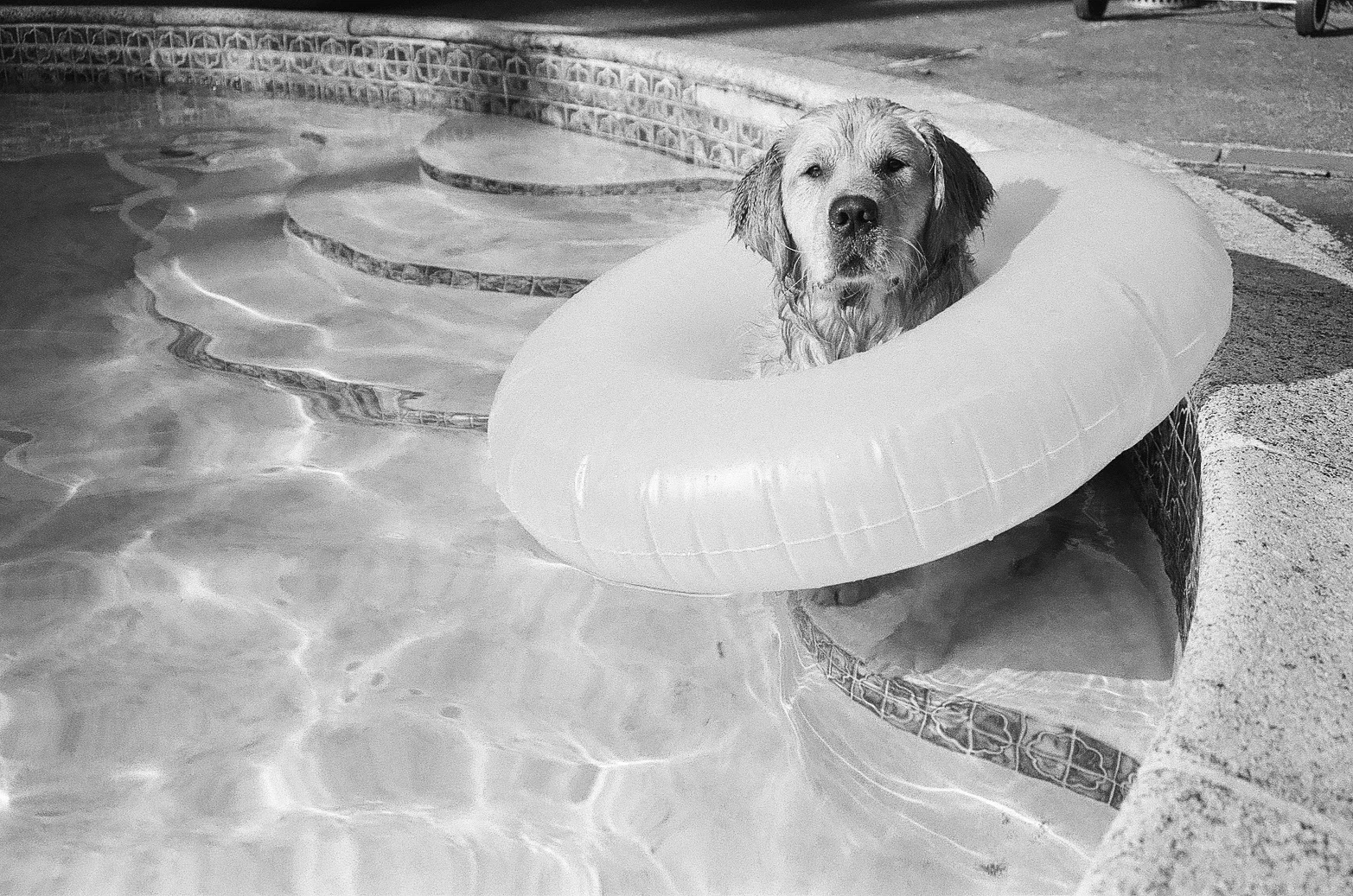 Pool Dog