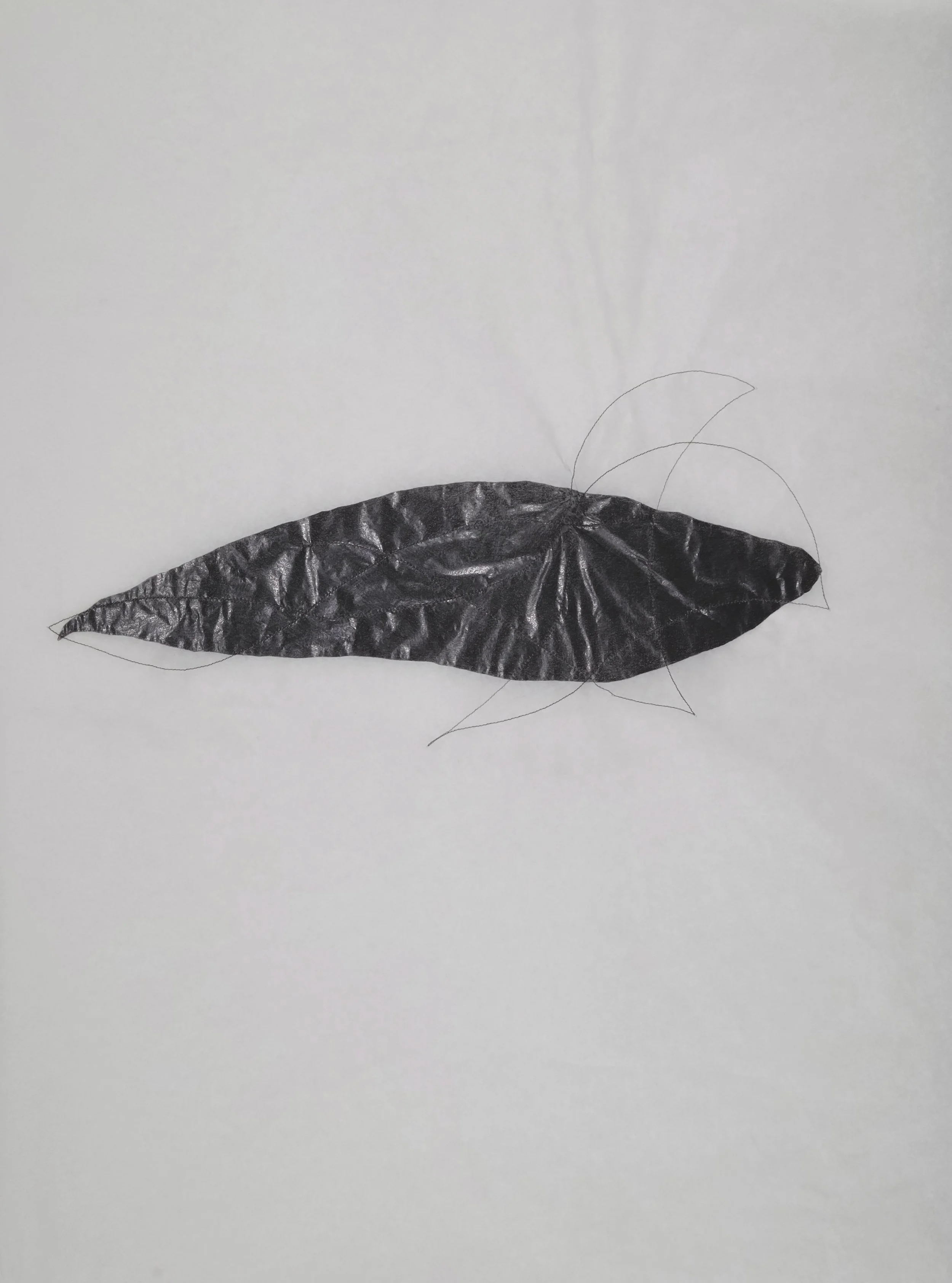 FD_lips_2022.jpg