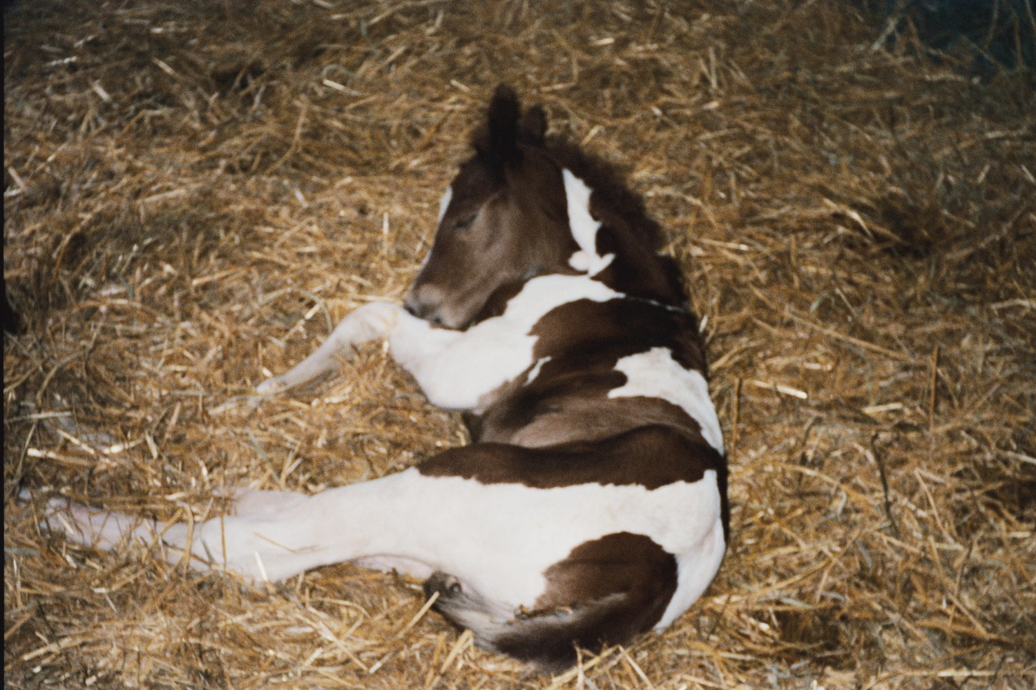 JACK_newborn asleep in stall01.jpg