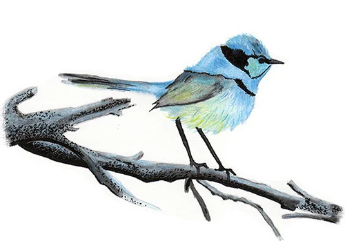 Pencil, watercolour pencil and ink.