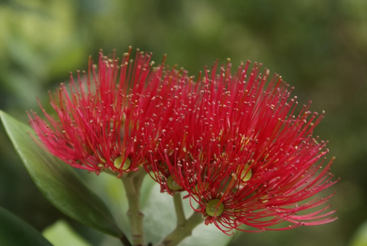 Pub Charity provides top up trapping funds Dec. 2012