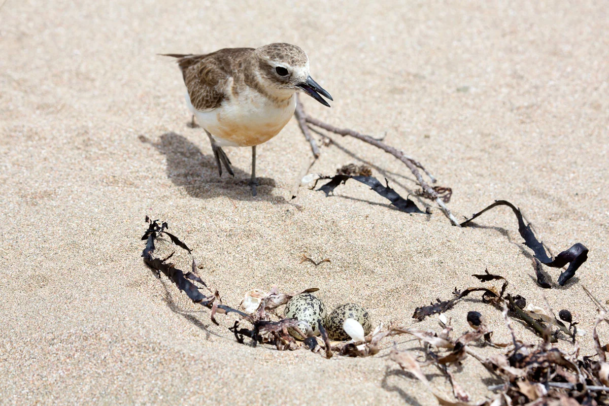 Dotterels spotted! January 2013