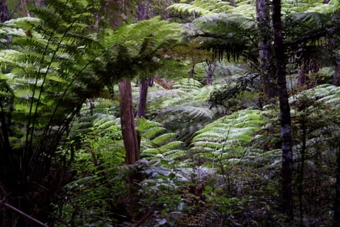 ASB Community Trust funds pest control - Nov. 2014