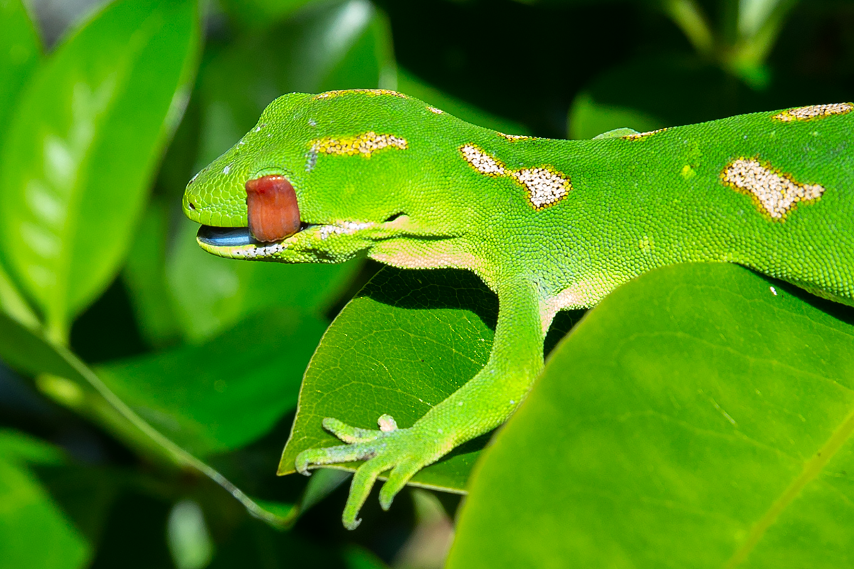 Jewelled Gecko 11578_002 for website.webp