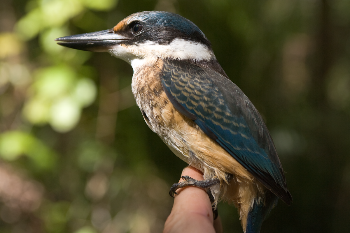 Kingfisher 10041_44 for website.webp