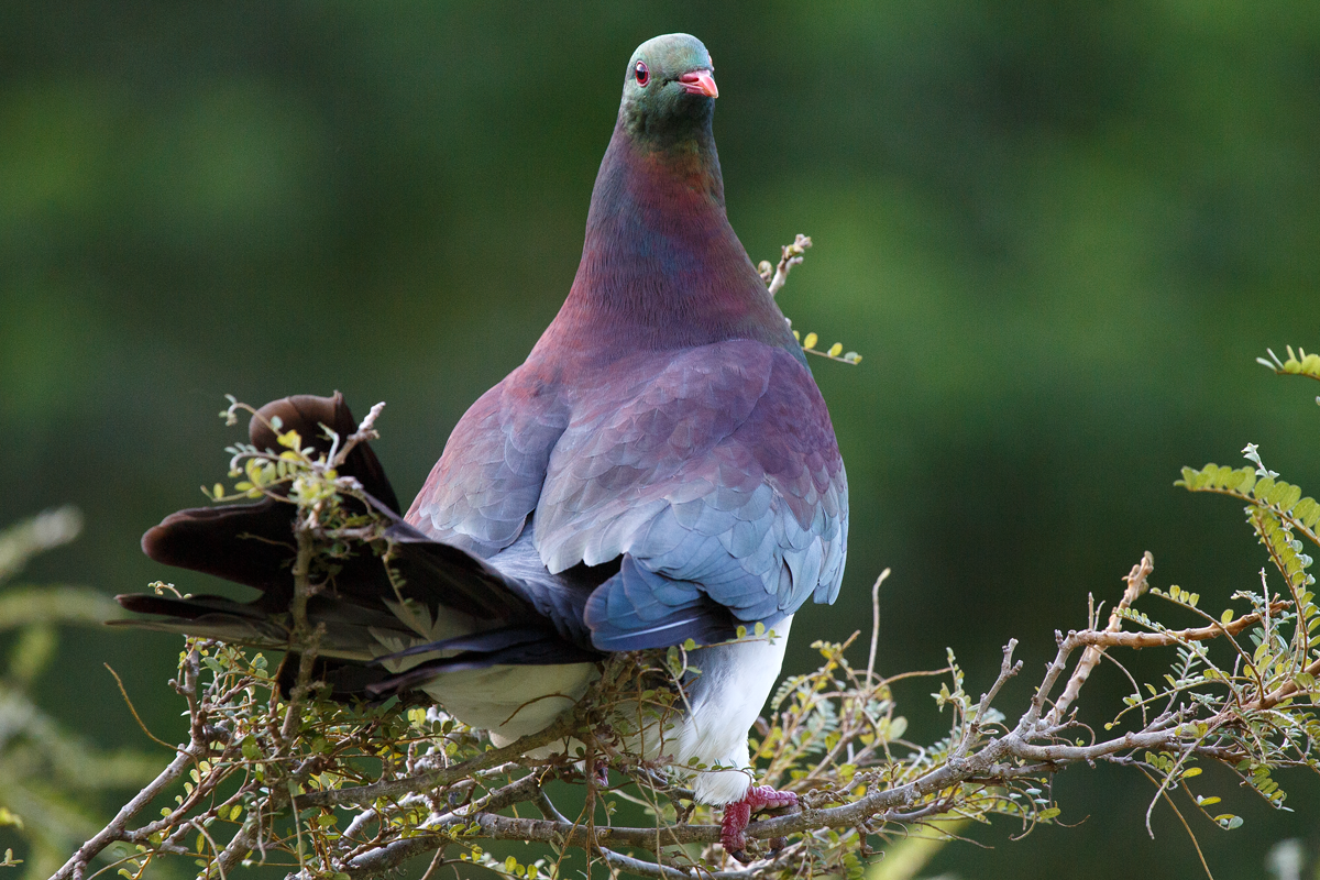 Kereru 11315_033.webp