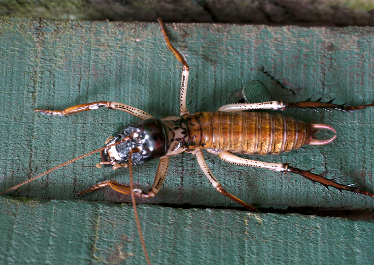 Weta 9986_09 for website.webp