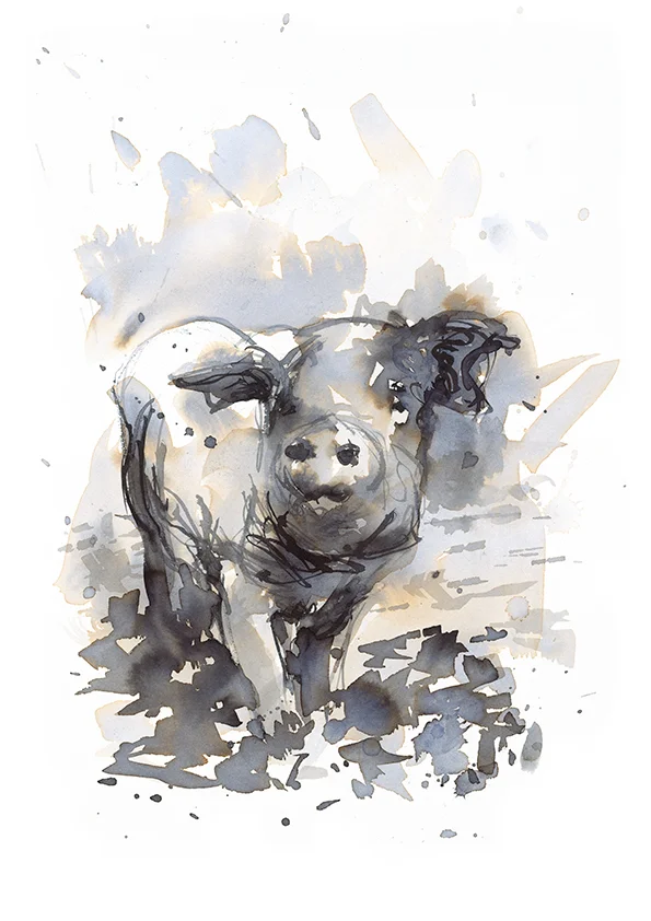 Young pig