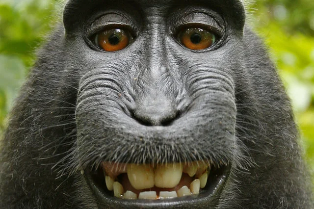 Photography Law is Monkey Business (and other legal issues artists should ponder)