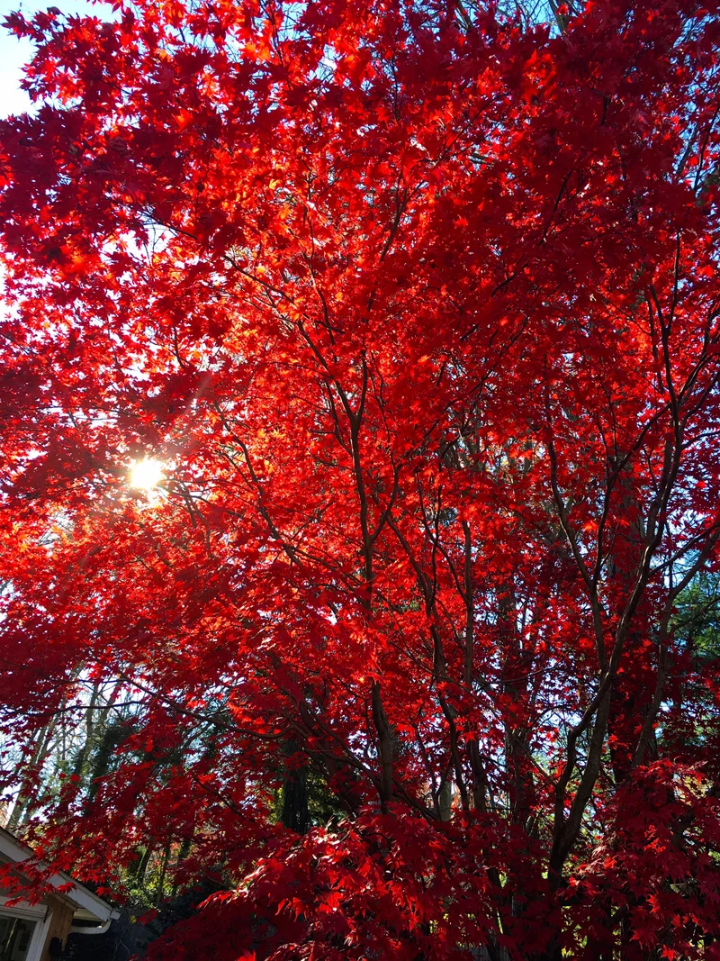 The Gift of Gratitude, or "In Defense of Facebook Part 2"