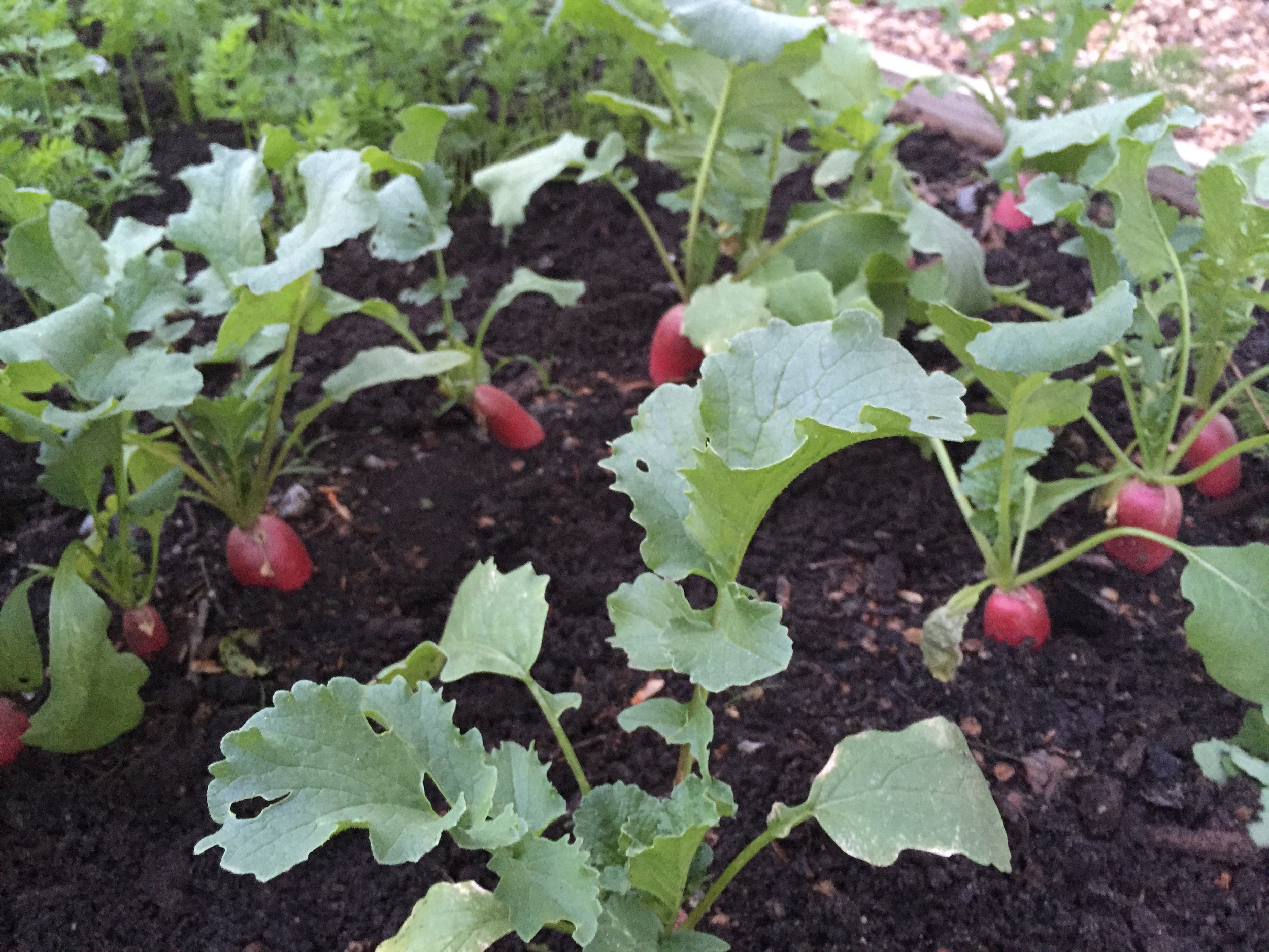 English breakfast radishes ready for harvesting