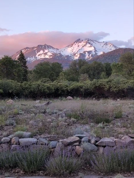 Shasta1.jpg