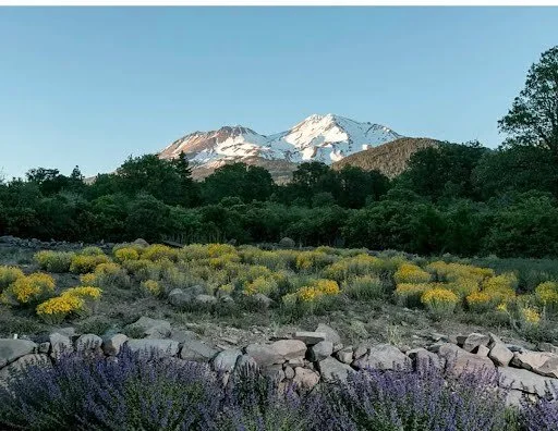 Mt. Shasta from 1300.jpeg