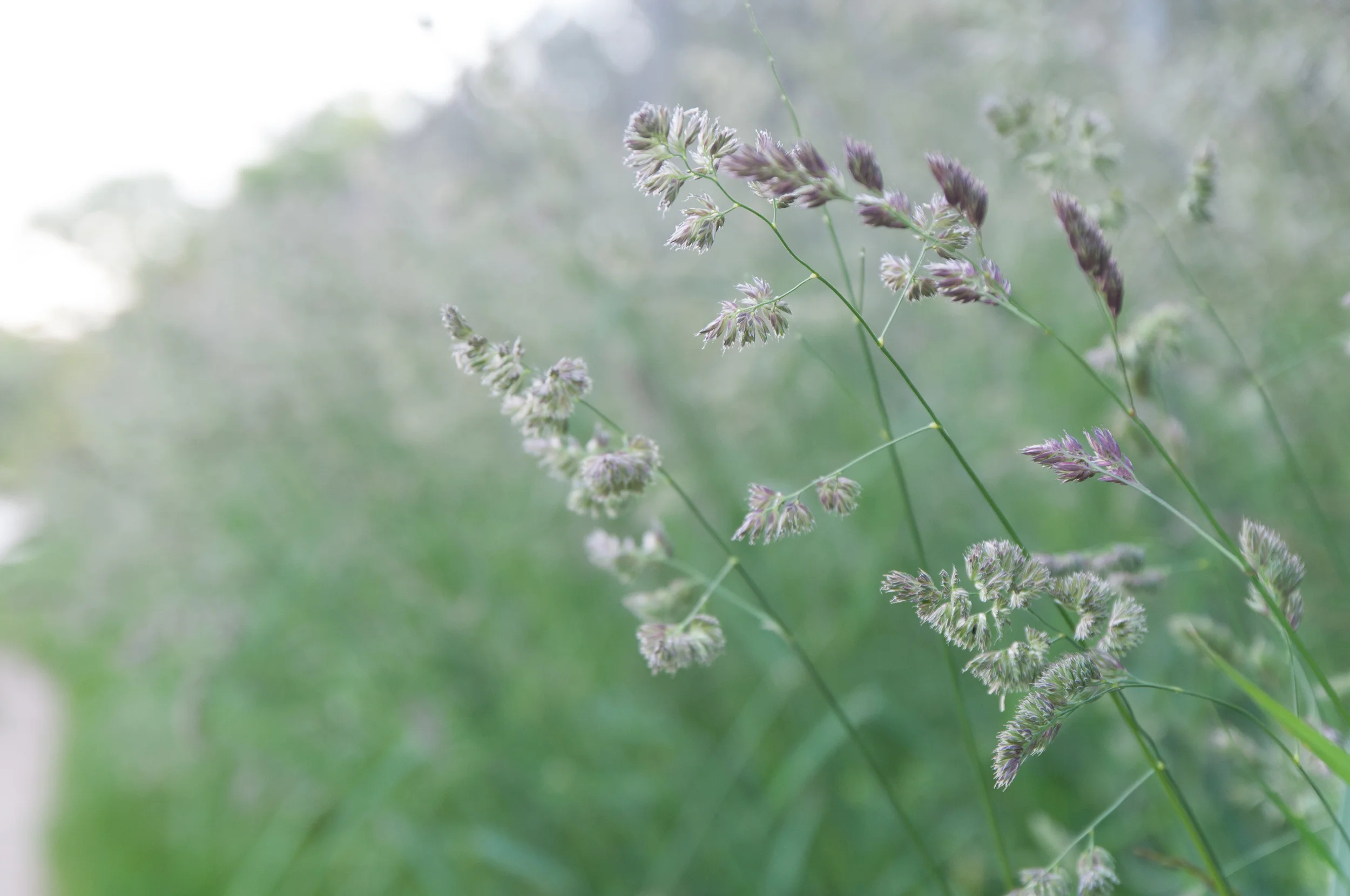 Nahaufnahme von zart blühenden Gräsern mit dünnen, langen Halmen und kleinen, lila und weißen Blüten, vor unscharfem grünen Hintergrund.