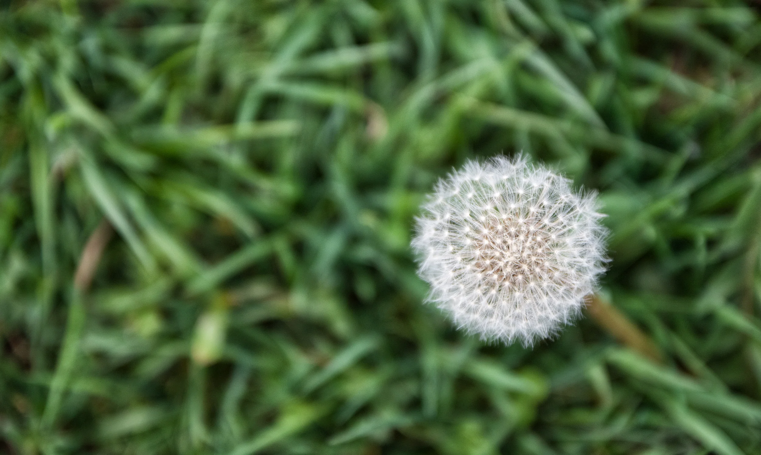Pusteblume auf grünem Gras