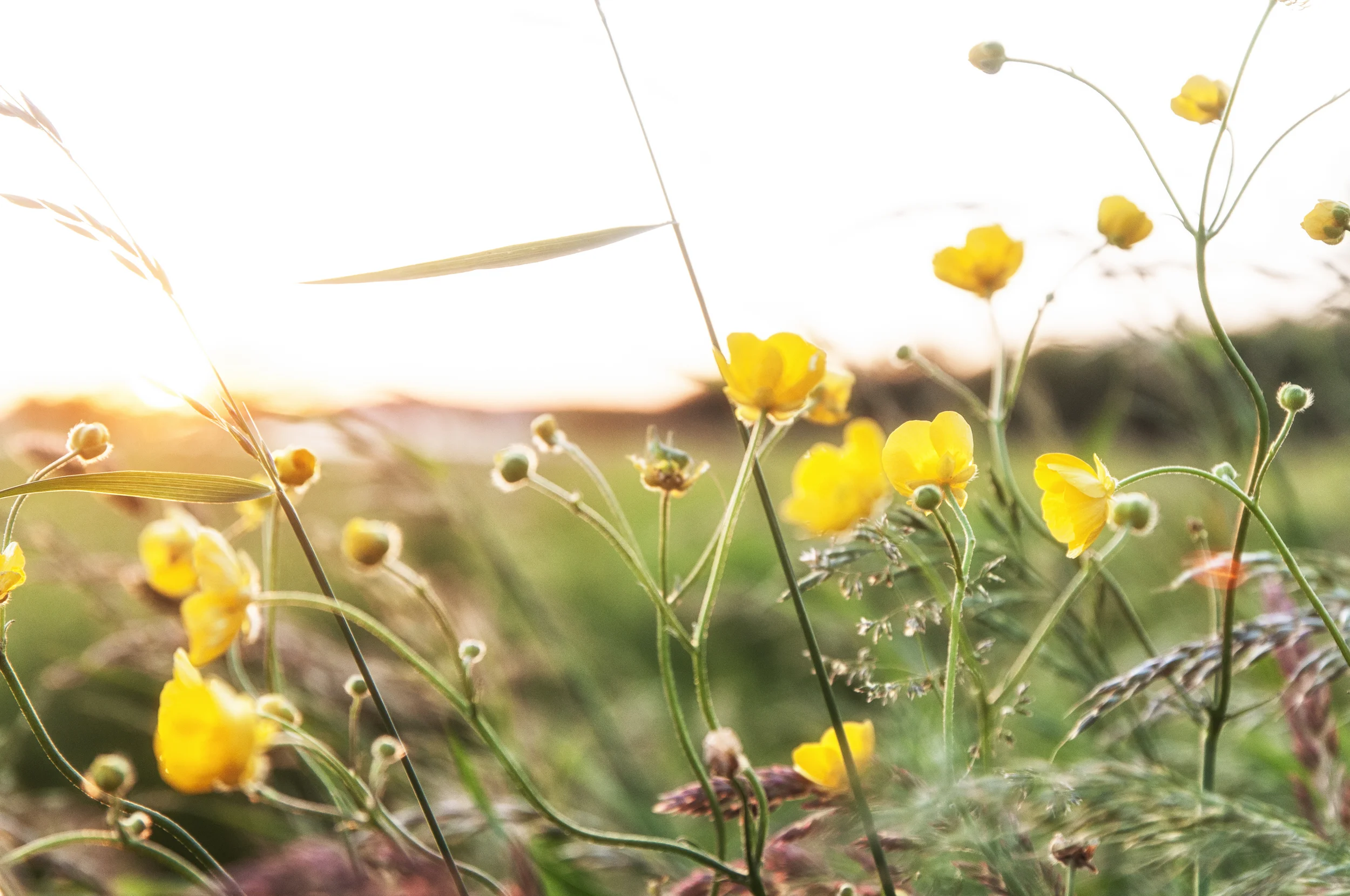 Sommersblumen, gelbe Blüten, grüne Gräser, Sonnenuntergang im Hintergrund