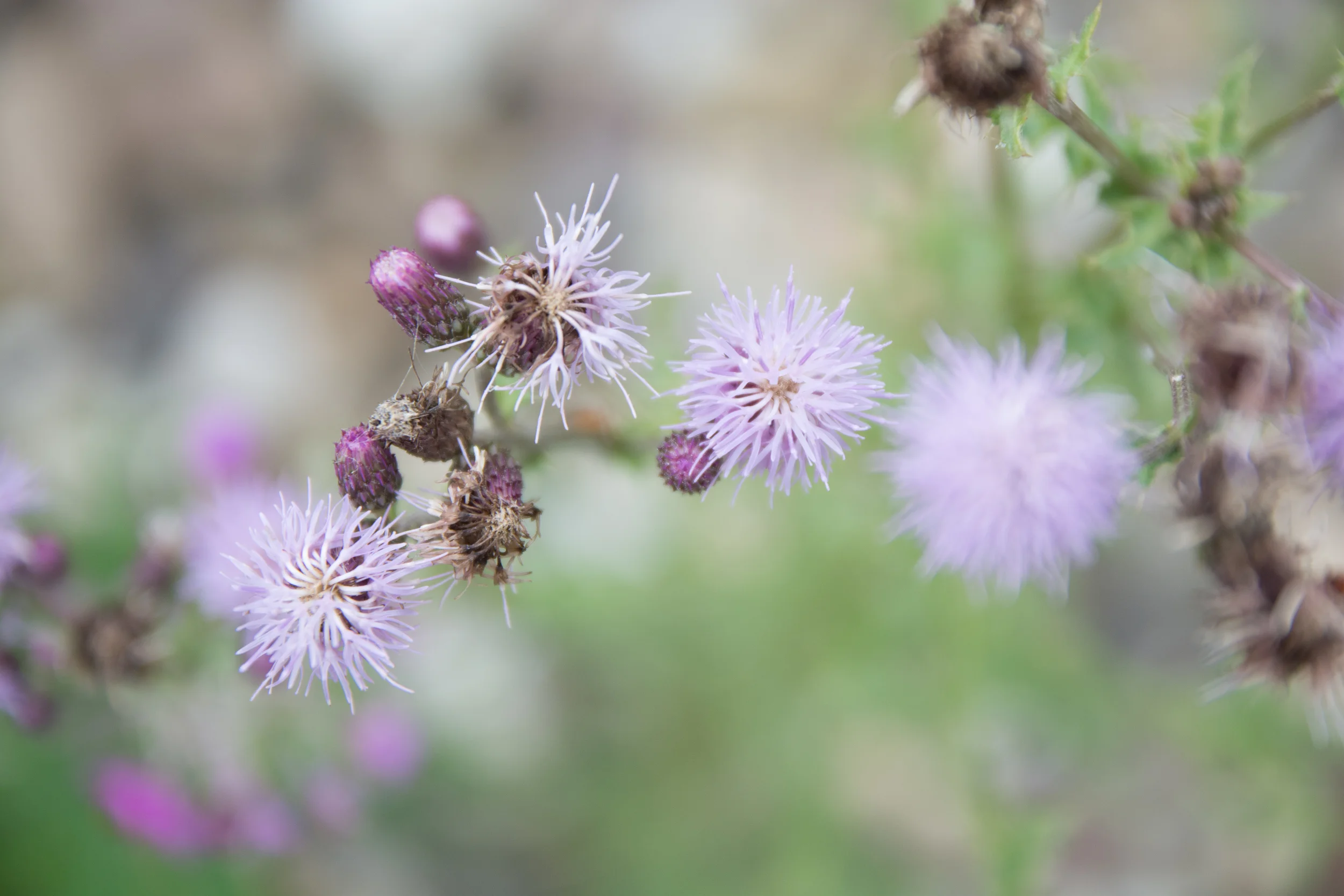 Lila Blüten und Knospen einer Pflanze, die spitze Blütenhaare hat.